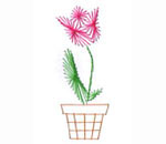 potted tulip