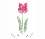tulip
