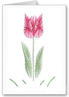 tulip